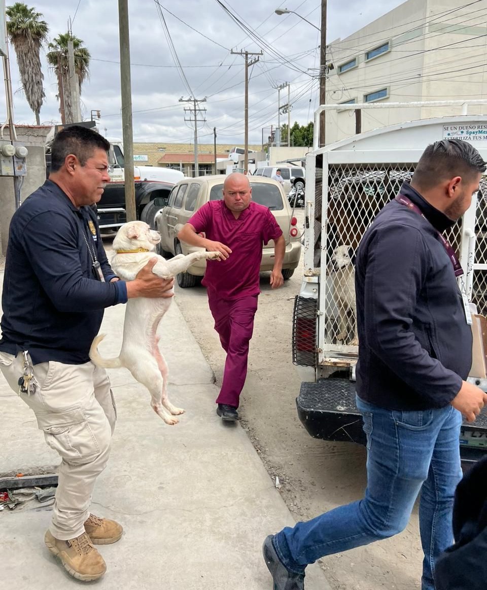 Resguarda Ayuntamiento de Tijuana a más de 70 perros que estaban en condiciones de hacinamiento