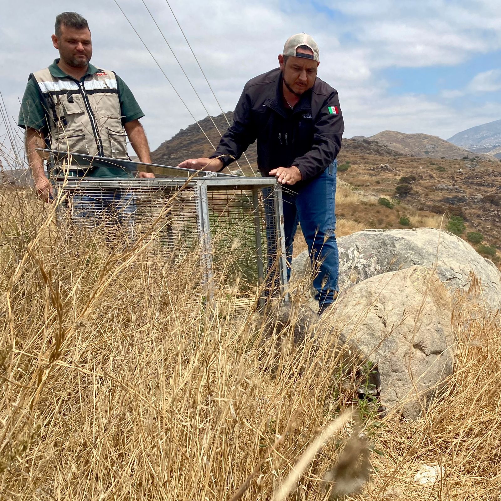 Especialistas de SIMPATT realizaron cirugía a mapache herido, lo curan y liberan en su hábitat