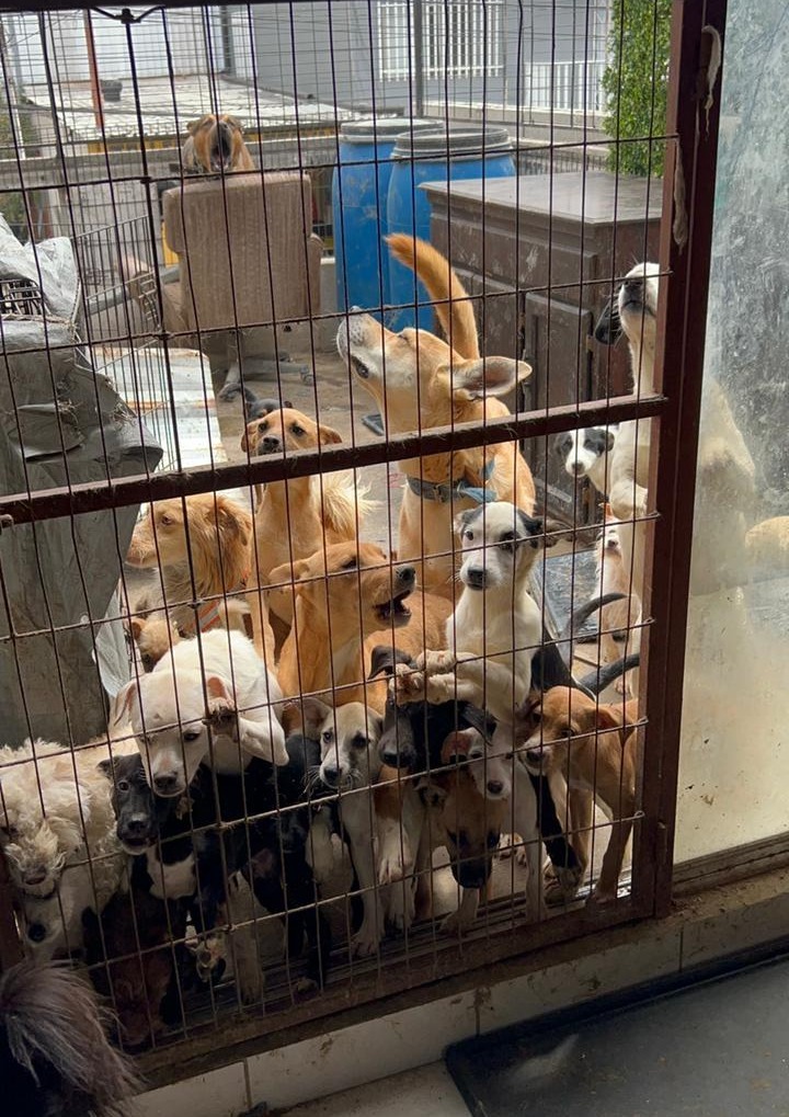 Aumenta de manera significativa la adopción de mascotas resguardadas por el Ayuntamiento de Tijuana