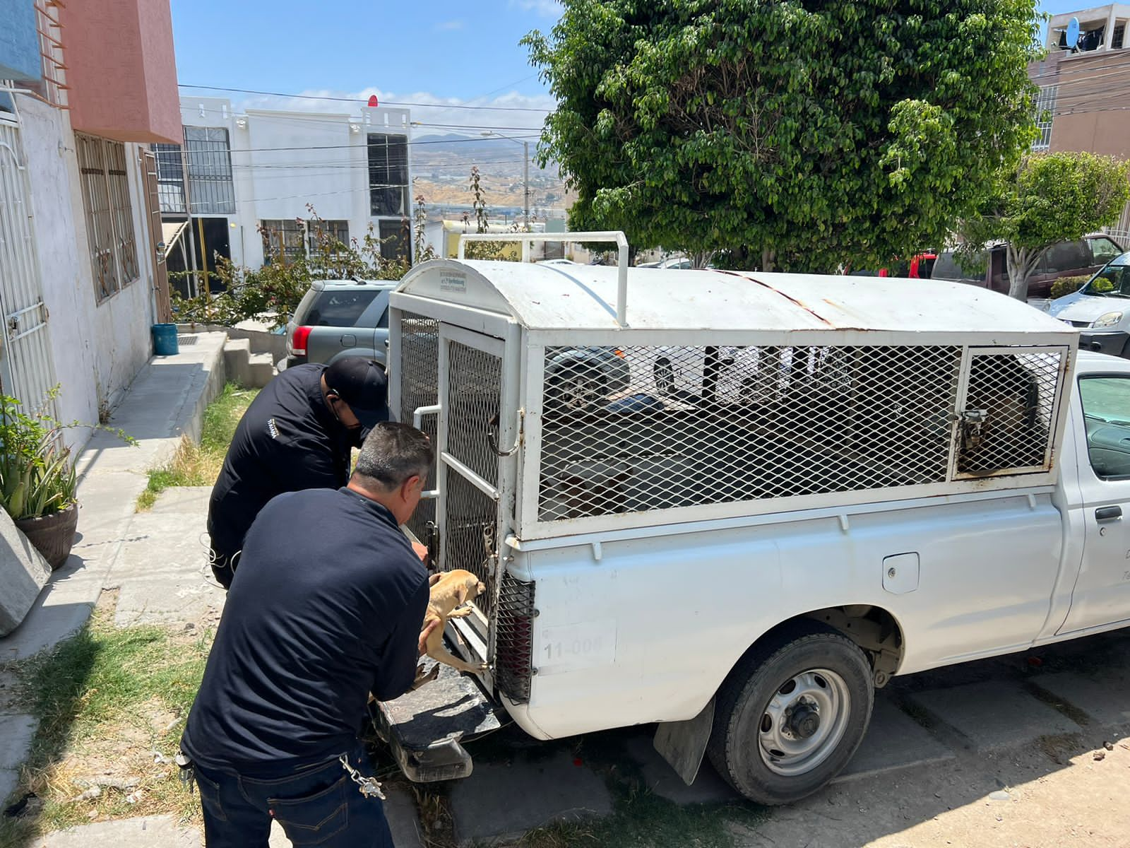 Resguarda Ayuntamiento de Tijuana a 18 canes en estado de desnutrición y hacinamiento