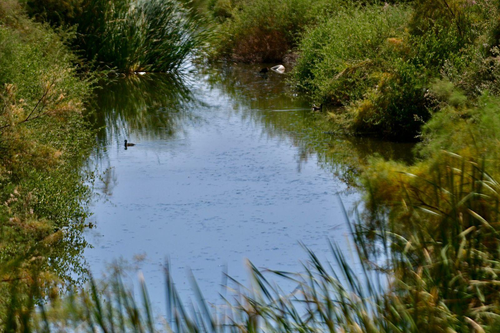 Recomienda ISSSTECALI a derechohabientes evitar bañarse en canales para prevenir padecimientos por la presencia de amiba de vida libre