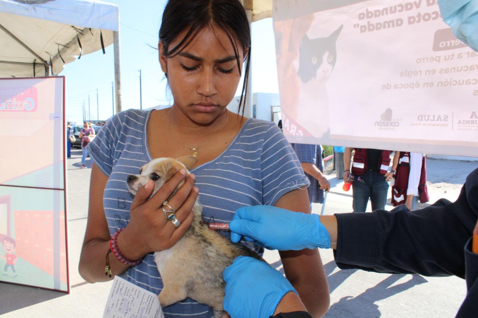 Realiza Jurisdicción Salud Tijuana labores preventivas contra Rickettsiosis en zona este, Tecate y Playas de Rosarito