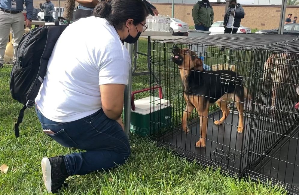 Organizará Ayuntamiento Croquetón para animales en situación de calle