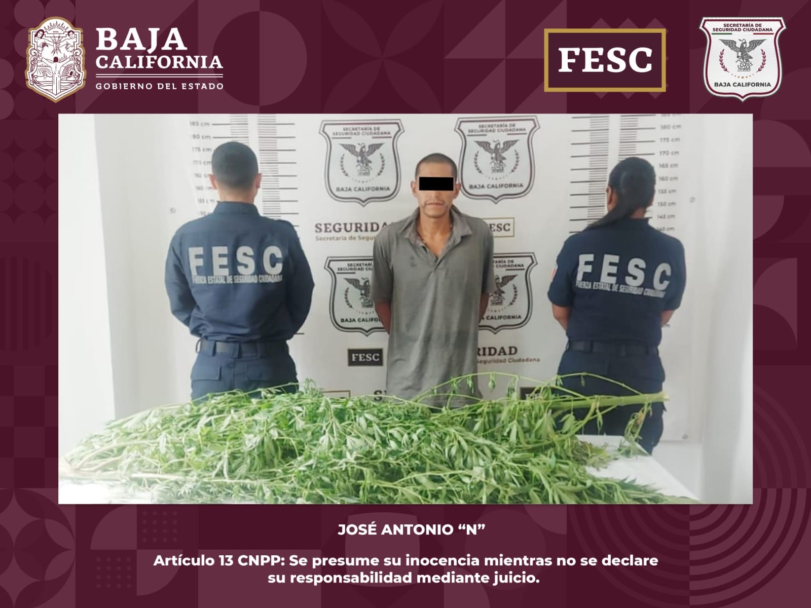 DETIENE FUERZA ESTATAL A HOMBRE CON 4 KILOS DE PLANTAS DE MARIHUANA EN ENSENADA