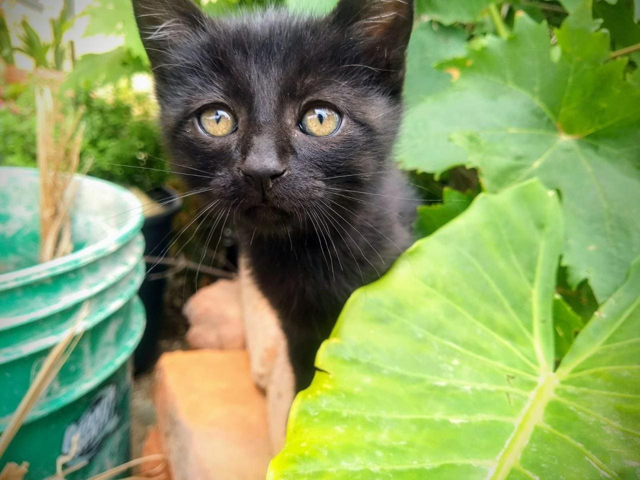 FOMENTA SMADS LA ADOPCIÓN RESPONSABLE DE GATOS EN BAJA CALIFORNIA