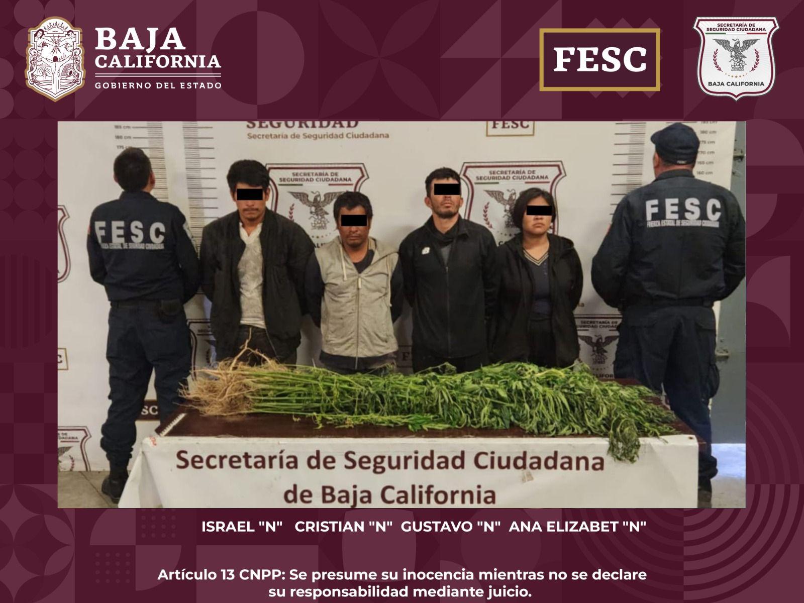 DESTRUYEN FUERZA ESTATAL Y FGR PLANTÍO DE MARIHUANA; HAY 4 PERSONAS DETENIDAS