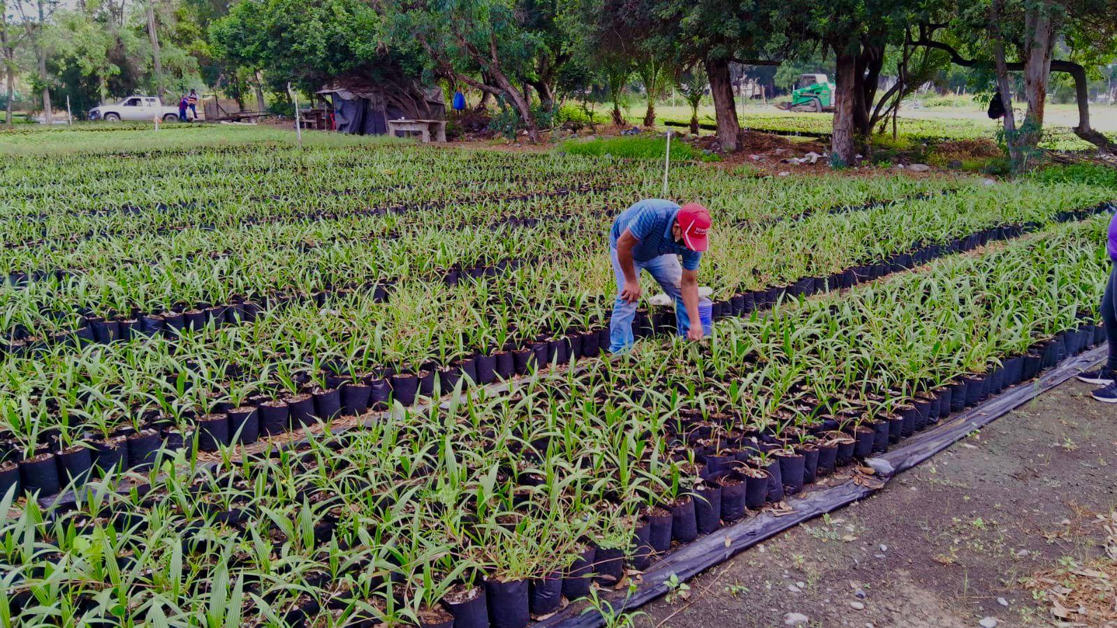 Personal de SIMPATT produjo 27 mil plantas en verano como parte del programa sembrando vida