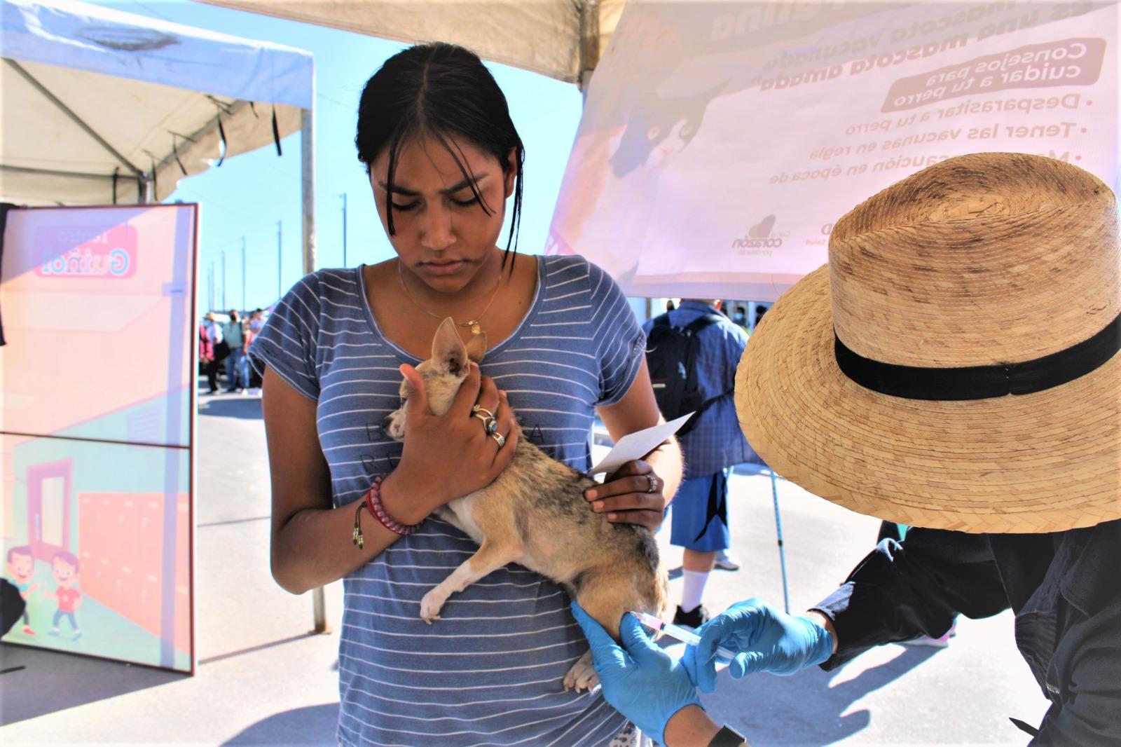 Exhorta jurisdicción de salud Tijuana a prevenir rickettsiosis en animales