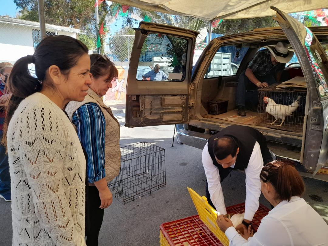 Entrega SADERBC gallinas ponedoras a familias de la delegación primo tapia en Rosarito