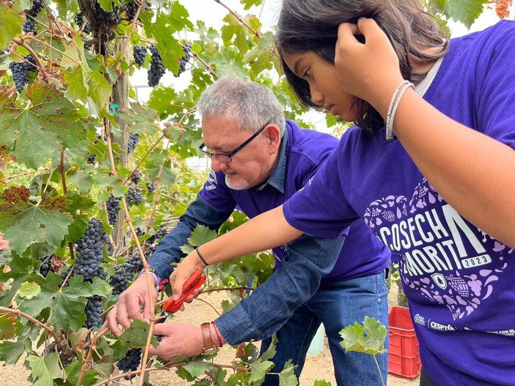 REALIZA CESPT COSECHA SIMBÓLICA DE UVA EN VIÑEDO EXPERIMENTAL “LA MORITA”