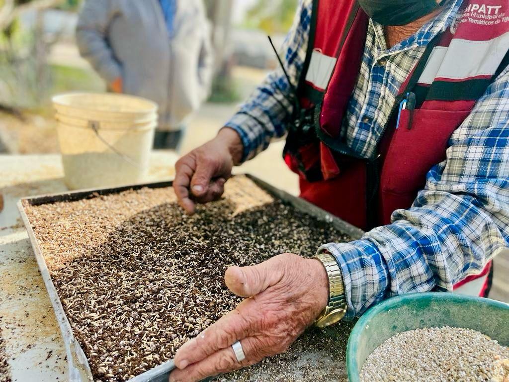 Inicia SIMPATT producción de plantas para reforestar Tijuana en 2024