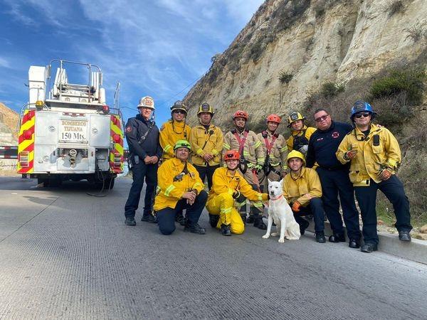 Bomberos de Tijuana rescataron a más de 250 animales este 2023