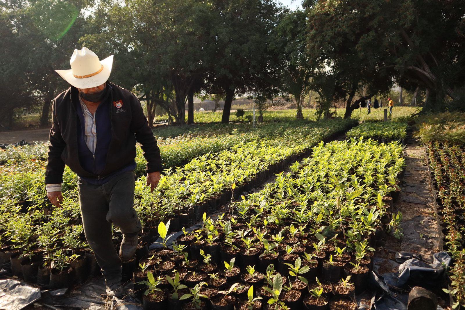 Con 60 mil plantas SIMPATT dará continuidad al programa “Sembrando vida”