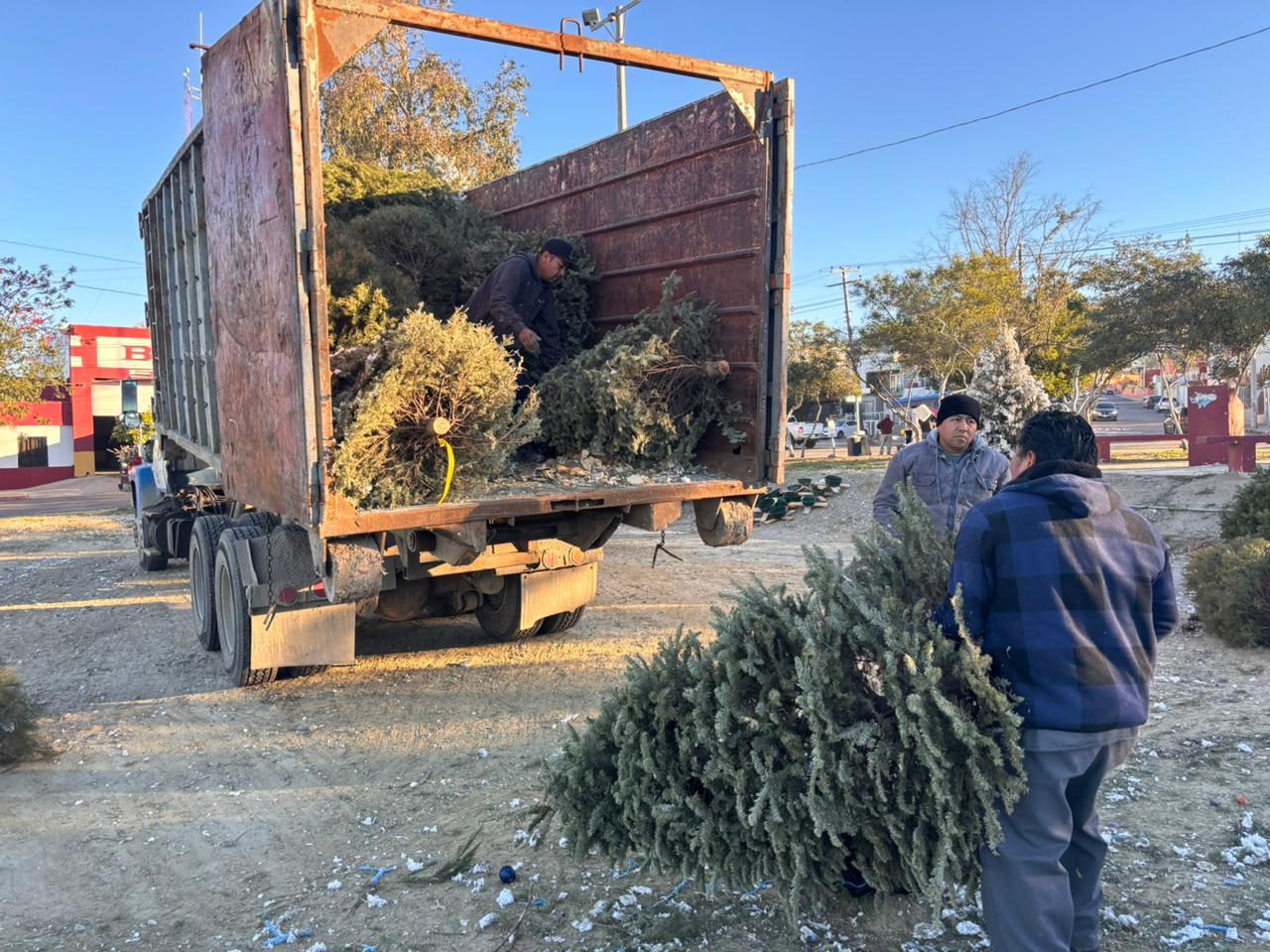 Suman mil 500 pinos navideños recibidos en los centros de acopio del XXIV Ayuntamiento en 8 días