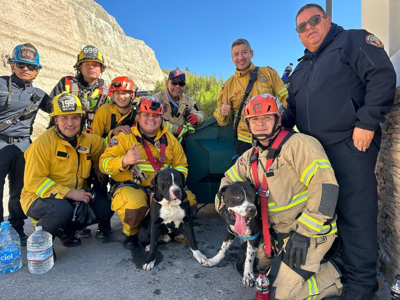 Rescatan bomberos de Tijuana a dos perritos de un cerro