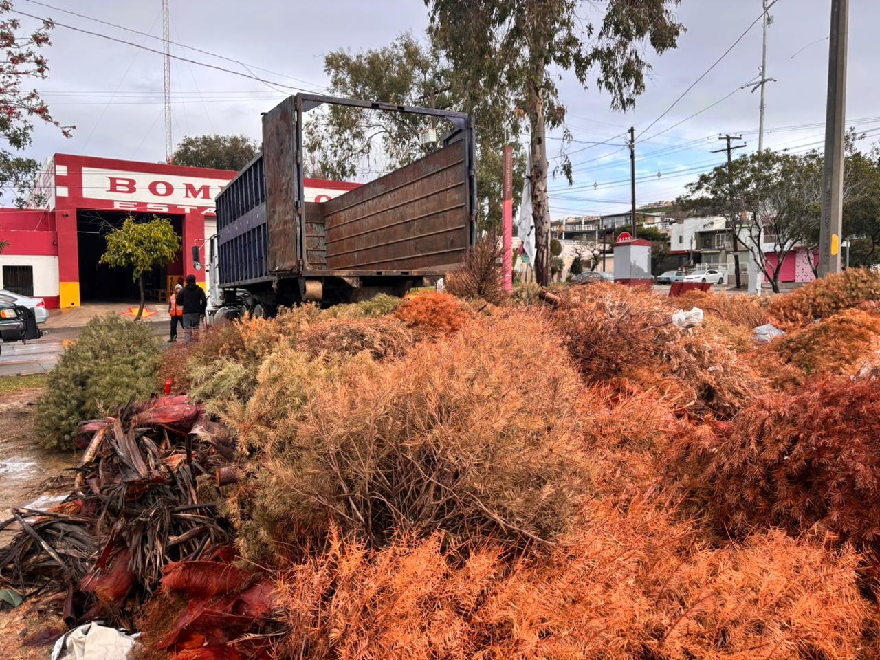 En tres días, Ayuntamiento de Tijuana concluye campaña de reciclaje de árboles navideños