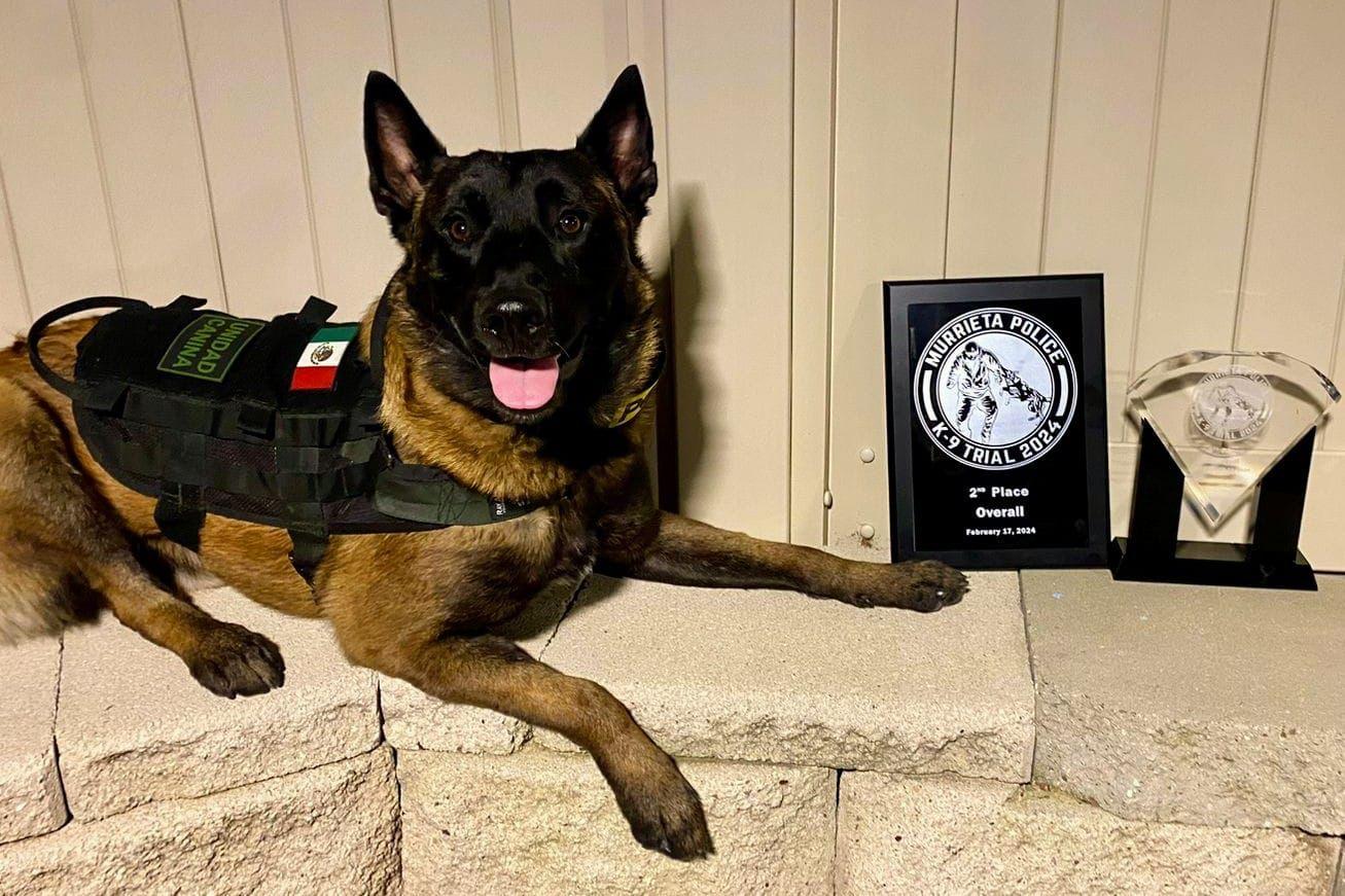 “Willie” orgullo K9 de la Policía Municipal destaca en competencia internacional