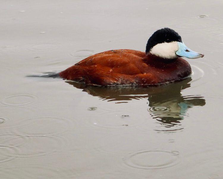 Lago del parque de la amistad se convierte en hogar temporal de aves migratorias