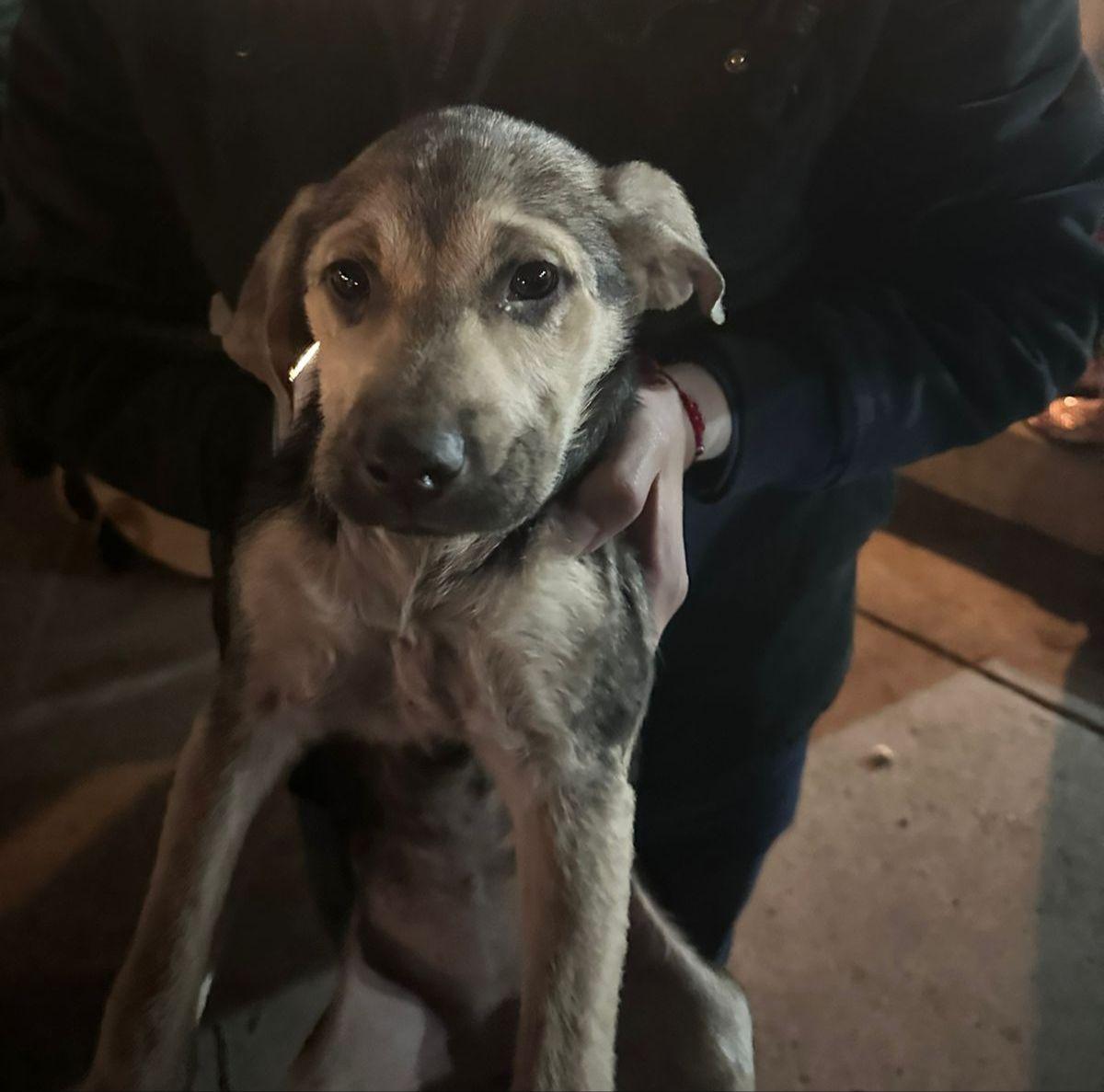 Rescata Ayuntamiento de Tijuana a cachorros en condiciones de maltrato