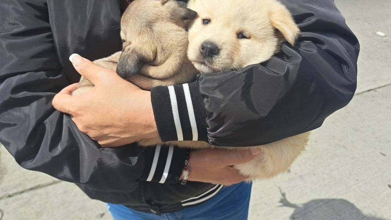 Exhorta Ayuntamiento de Tijuana a denunciar venta ilegal de mascotas