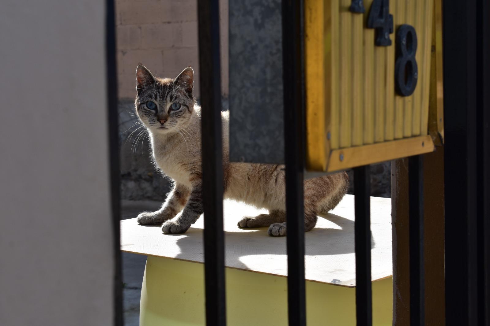 Ofrece Protección Civil Tijuana etiqueta para ayudar a mascotas en caso de emergencia