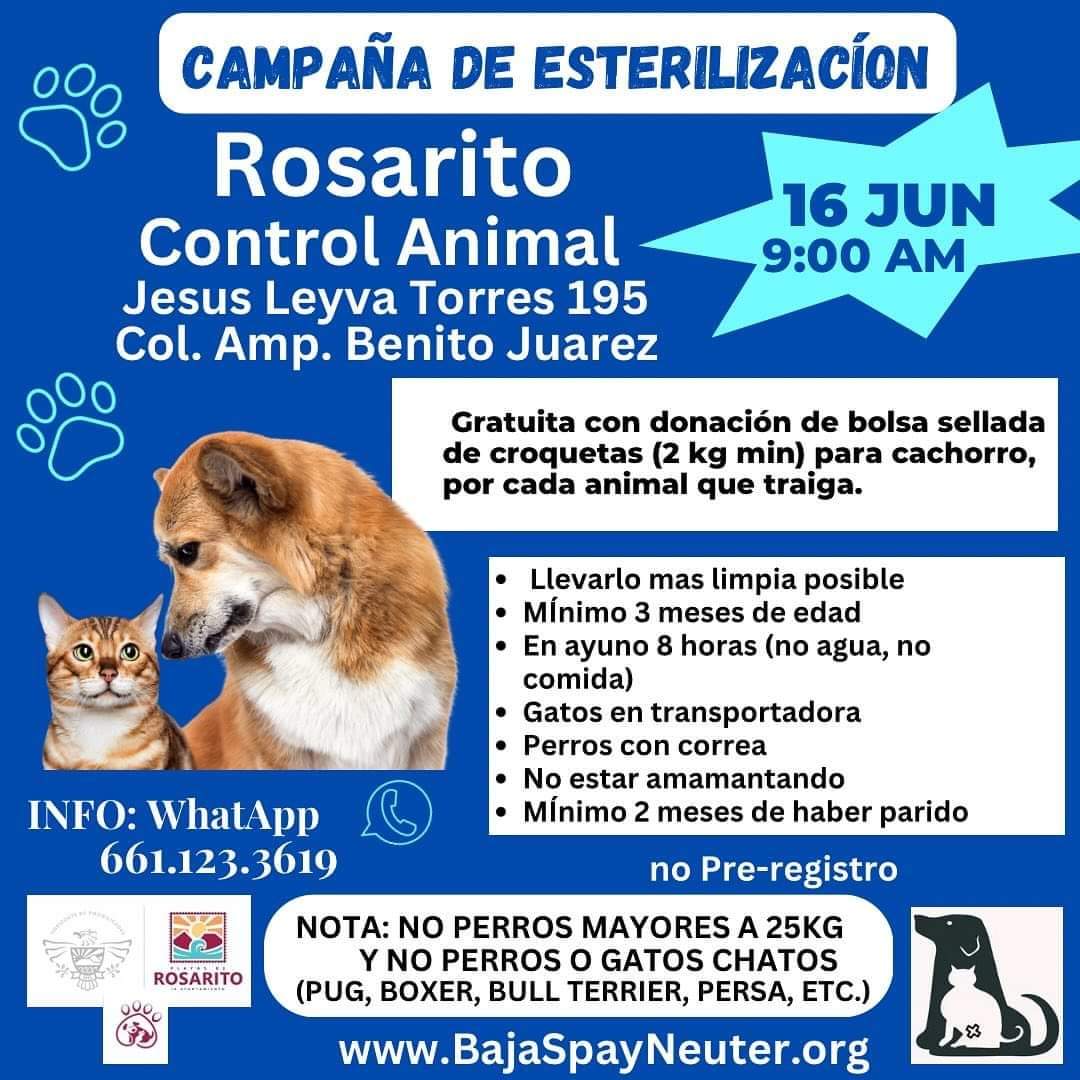 Invita Gobierno Municipal y Baja Spay Neuter a la Jornada de Esterilización gratuita para perros y gatos