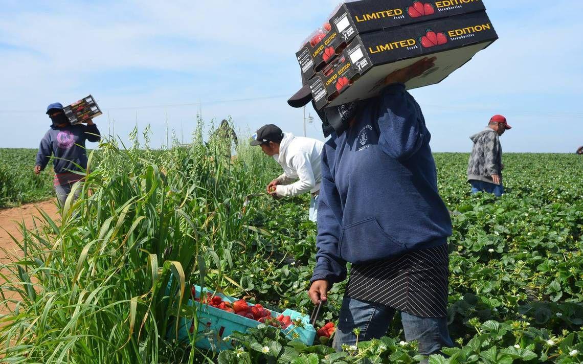 PRODUCCIÓN AGRÍCOLA DE BC AUMENTÓ 4.76% EN 2023