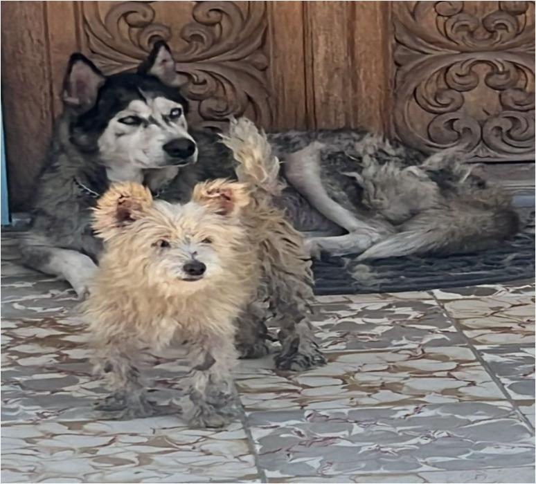 Durante cateo por maltrato animal, rescata fiscalía regional a dos canes