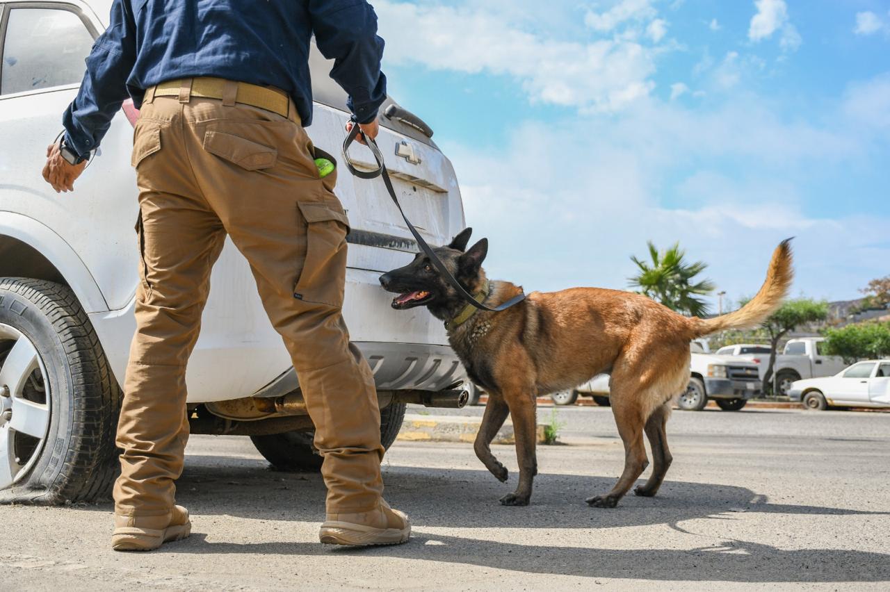 Logra Unidad K-9 de la fiscalía de baja california certificación internacional