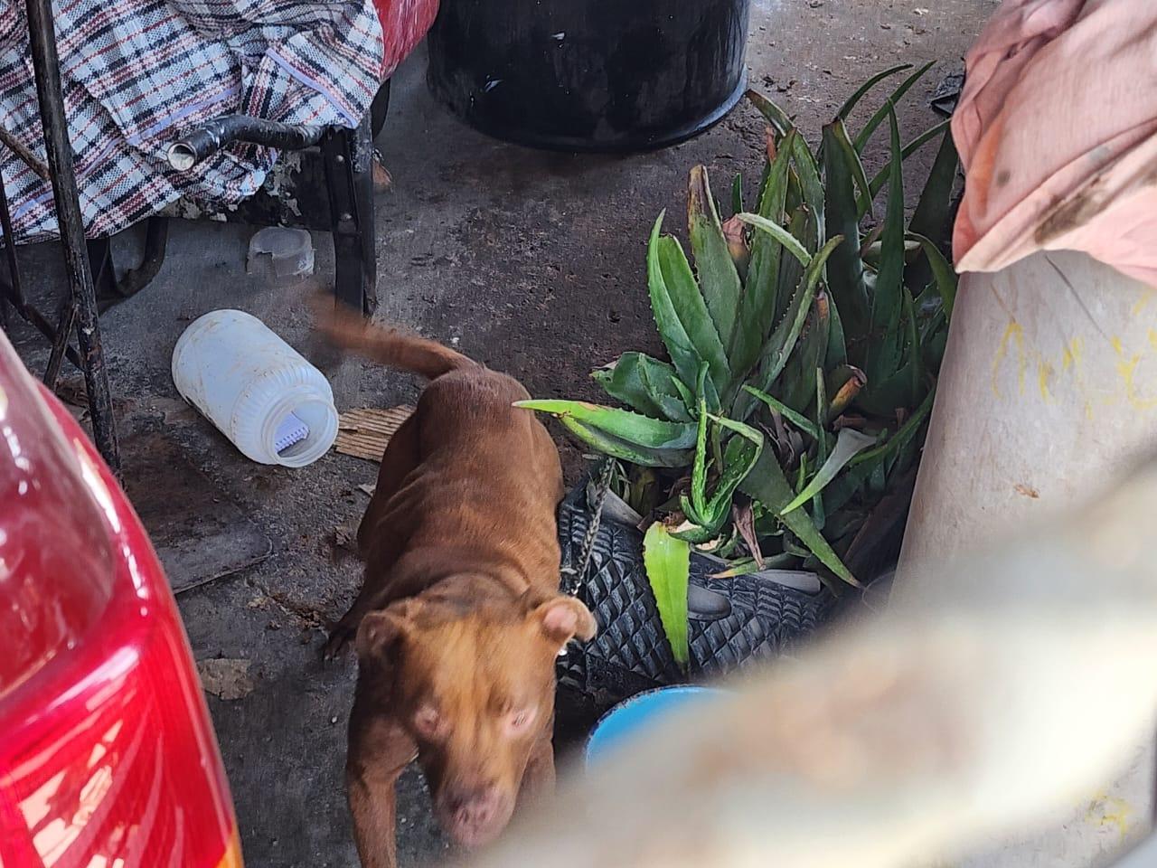 Ejecuta la Fiscalía Regional de Tijuana cateo por maltrato animal