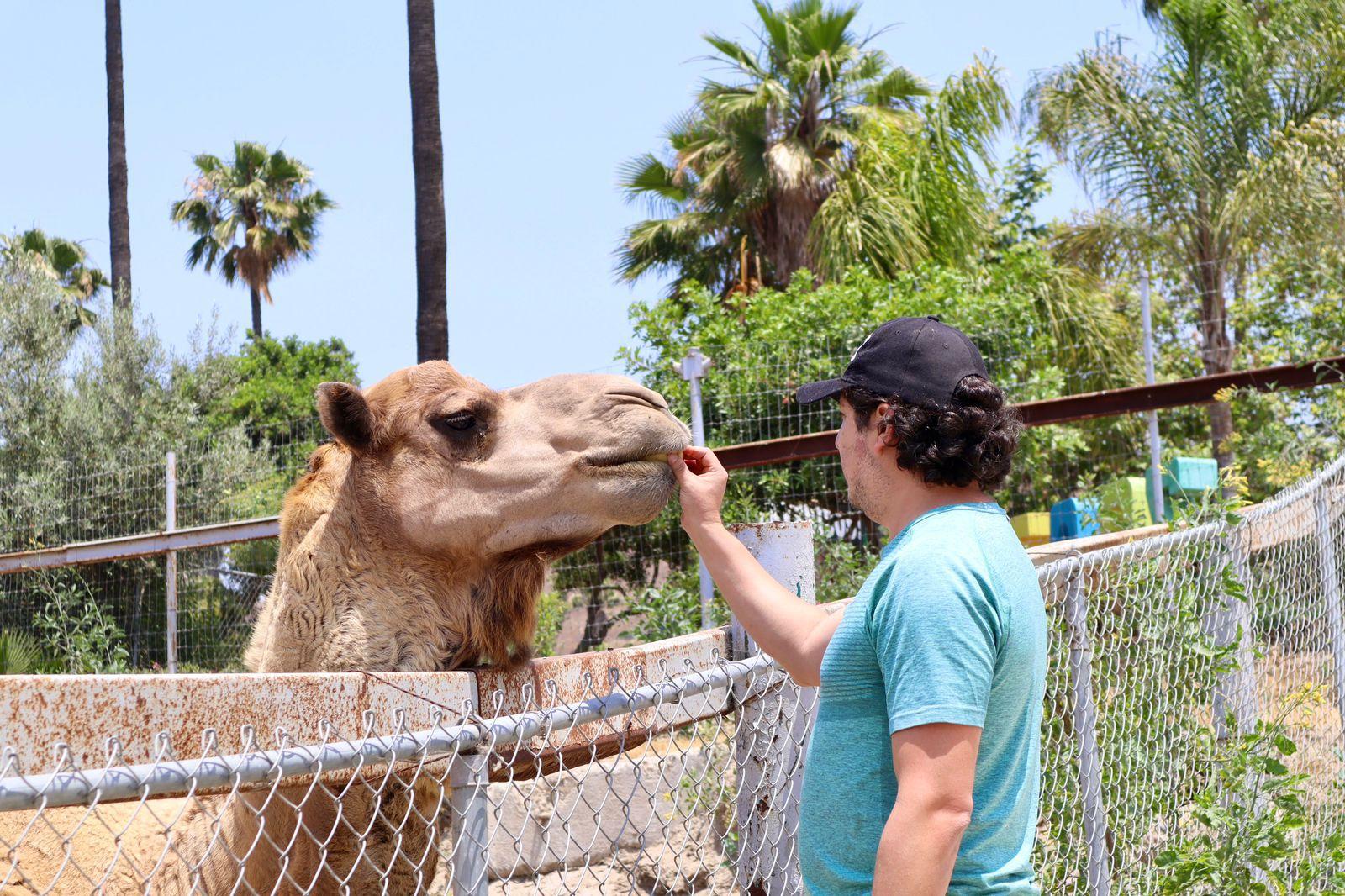 Lanza SIMPATT convocatoria para ser cuidador de animales por un día