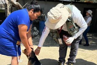 Programan acciones para la prevención de la rickettsiosis en 160 zonas de Playas de Rosarito