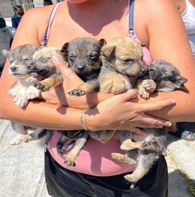 Once caninos fueron rescatados por la FGE tras un cateo en la colonia El Pípila