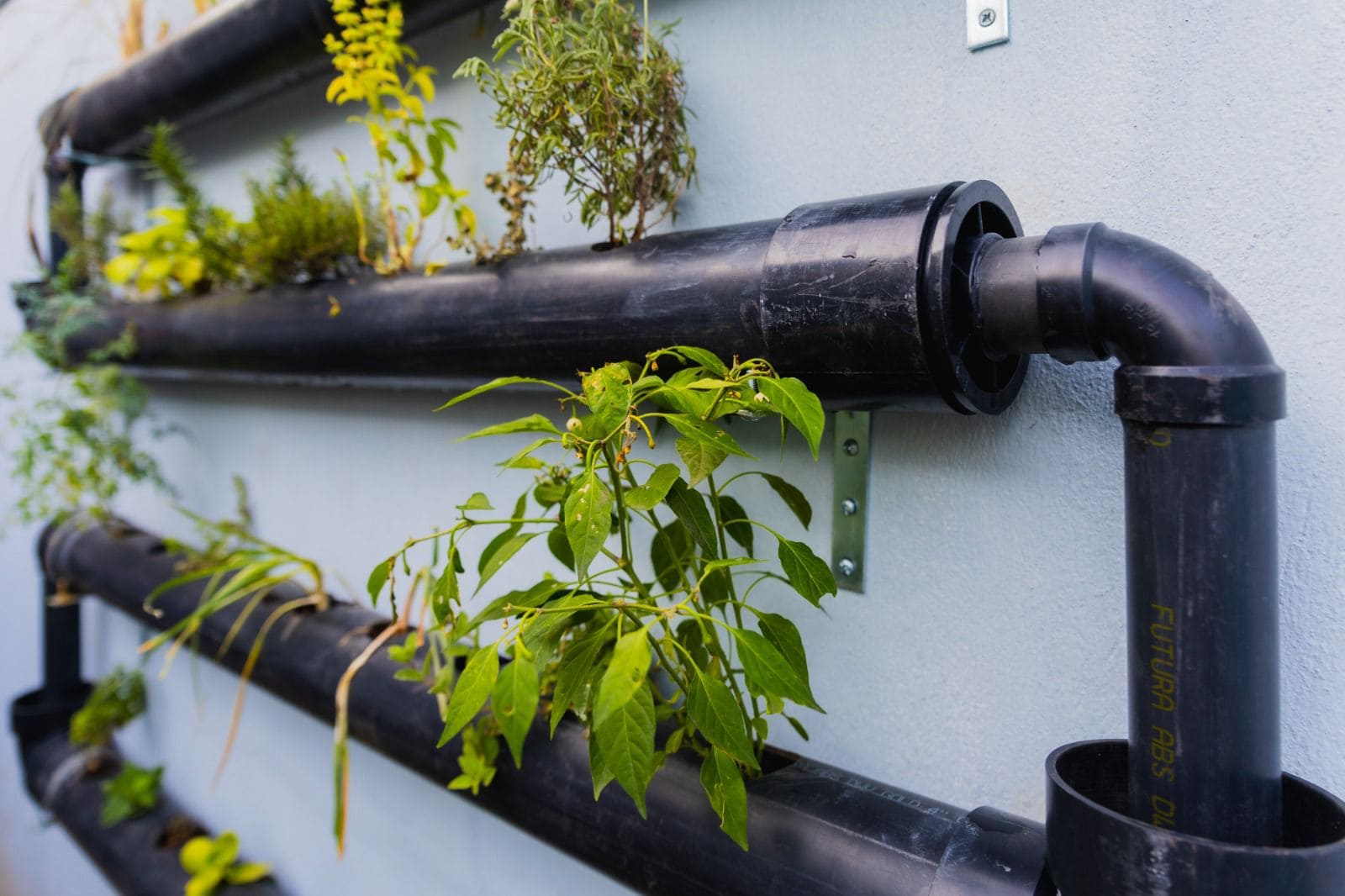 “GROWING TALLER”, UNA INICIATIVA DE JARDINES VERTICALES EN REFUGIOS PARA NIÑOS MIGRANTES EN TIJUANA