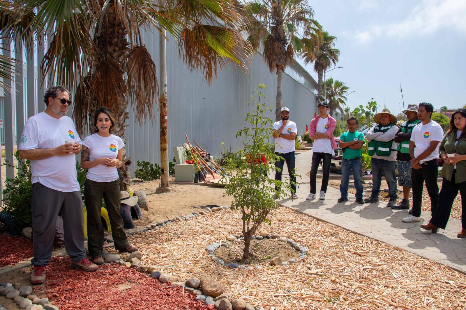 Exhorta Nación Verde a reciclar los arbolitos de navidad naturales