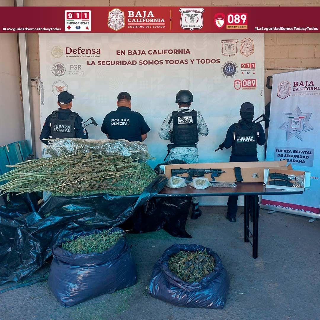 Asegura fuerza estatal más de 35 kilos de marihuana abandonada en zona rural de Tecate