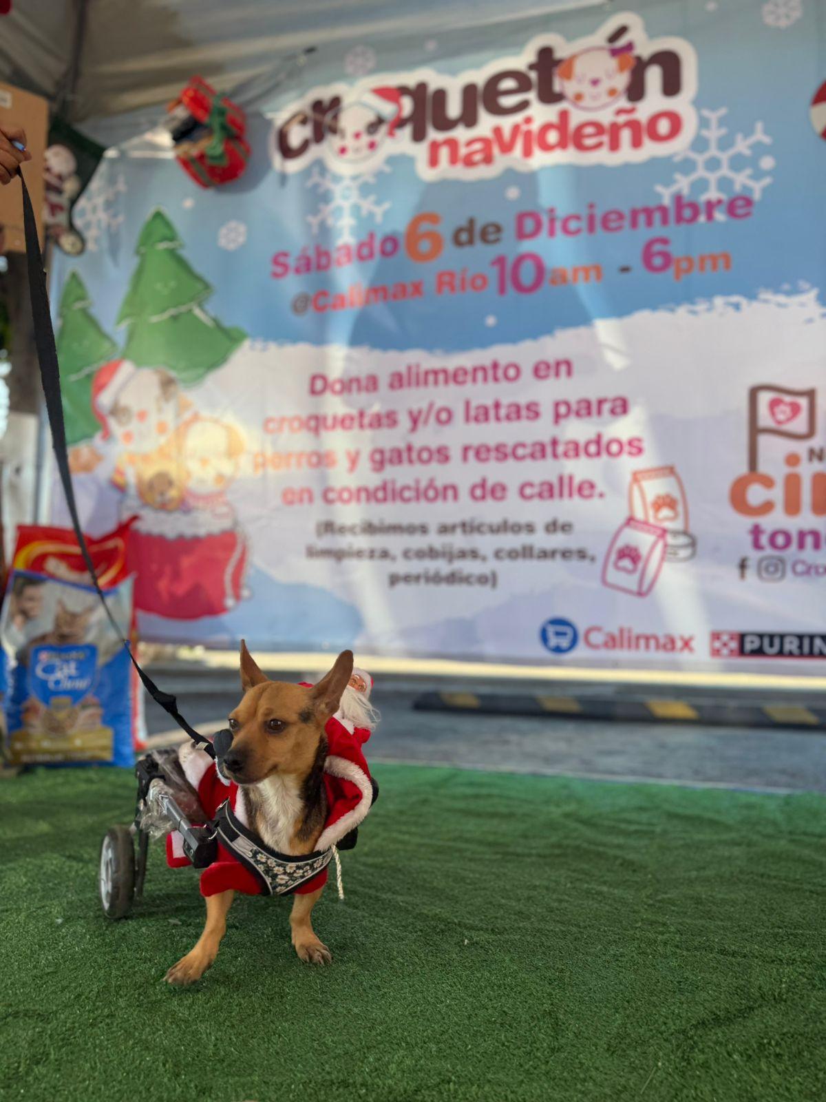 Supera Croquetón meta de recolección de alimento para perros y gatos sin hogar en Croquetón Navideño