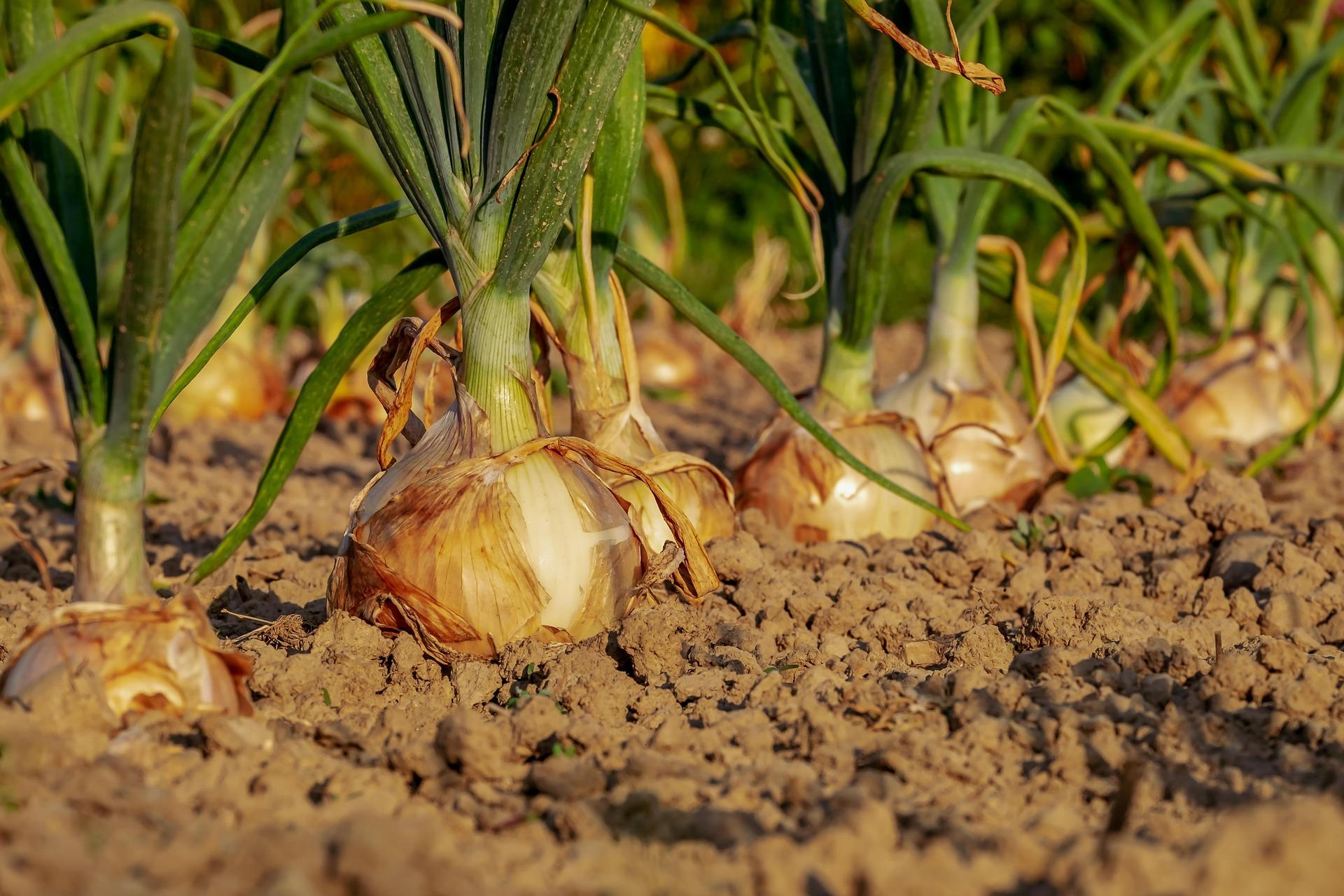 BAJA CALIFORNIA DESTACA POR VALOR DE PRODUCCIÓN DE FRESA, CEBOLLA Y FRAMBUESA