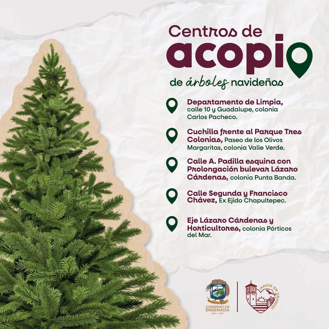 Gobierno de Ensenada habilita centros de acopio de árboles navideños
