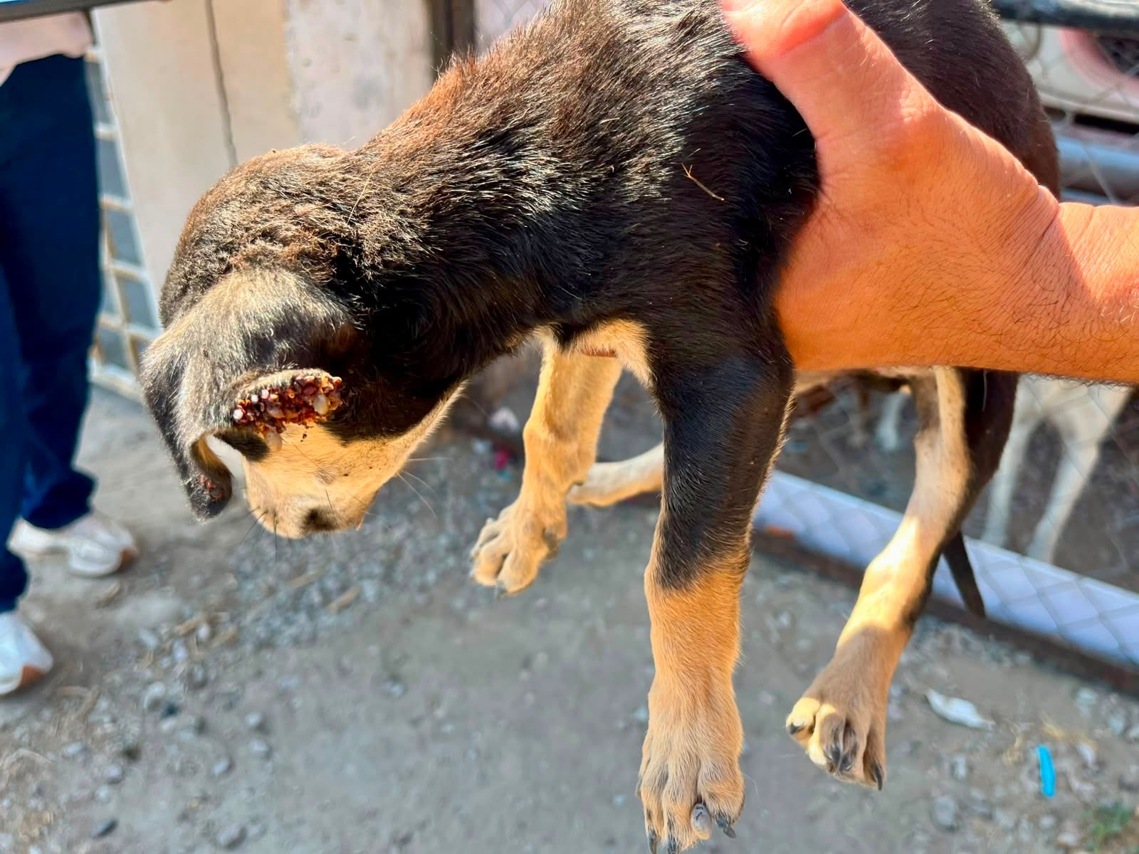 Fiscalía rescata a cuatro caninos en cateo por presunto maltrato animal en Tijuana