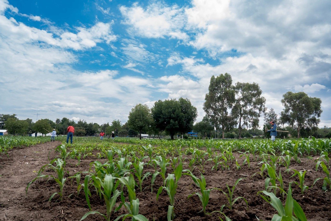 RETADOR PANORAMA AGROALIMENTARIO ENFRENTA MÉXICO EN 2026 DEBIDO A LA REVISIÓN ANUAL DEL T-MEC: ÁLVARO LÓPEZ RÍOS